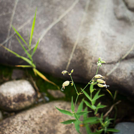Flowers of Bladder Campion, Silene vulgaris, with boulders in the background in the forest on a summer morningの写真素材
