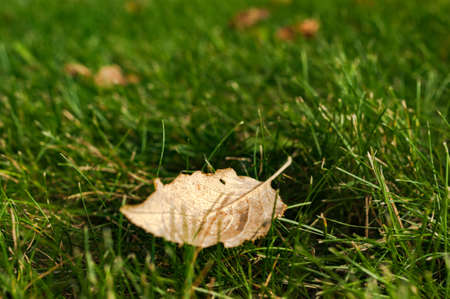 First early autumn yellow leaves on the lawn in the sun