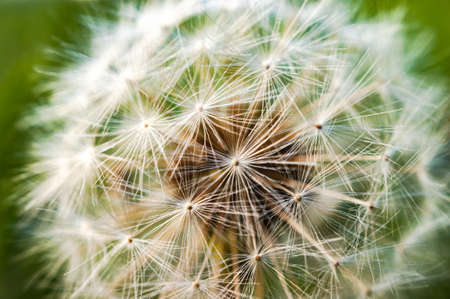A single dandelion on green background in early fall