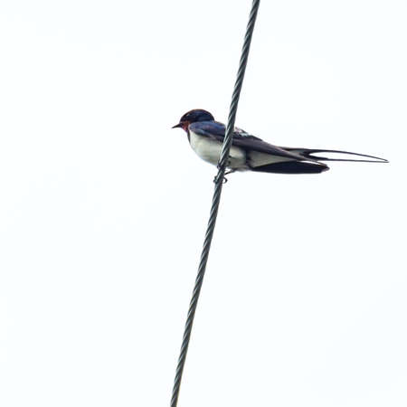 Isolated image of a Swallow, lat. Hirundo rustica, sitting on a metal wireの写真素材