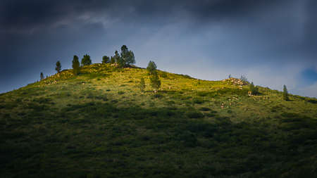Sunny highlights on the slopes of green hills, Altai Mountains, Kazakhstanの写真素材