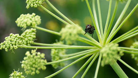black fly sitting on a meadow plantの写真素材