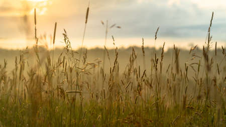 New start concept: vibrant summer sunrise through the tall grass with yellow, red highlights, blurred blue clouds and morning fog in backgroundの写真素材