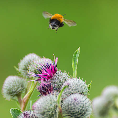 Pollination concept: close-up of a bumblebee flying away from purple Great Globe Thistle flower, blurred green backgroundの写真素材