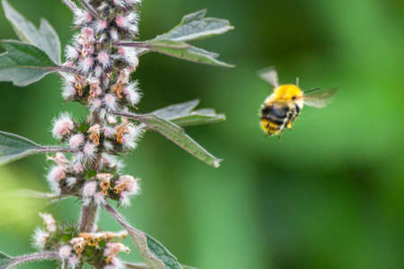 Pollination concept: close-up of a bumblebee flying away from a meadow flower, blurred green backgroundの写真素材