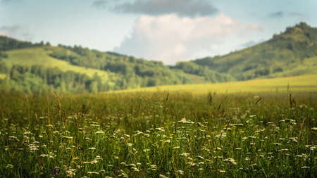 Sunny highlights on the slopes of green hills, sunrise in mountainsの写真素材