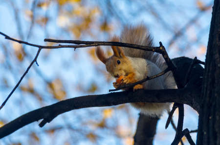 Winter animals: red squirrel, grey winter coat, eating on a tree branchの写真素材