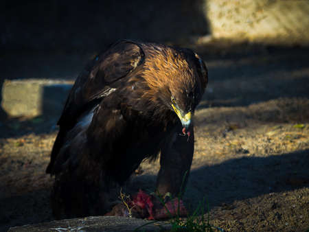 The golden eagle (Aquila chrysaetos) eating meat at sunset