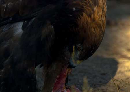 The golden eagle (Aquila chrysaetos) eating meat at sunset