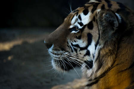 The portrait of Siberian tiger (Panthera tigris altaica), or Amur tiger, at sunsetの写真素材