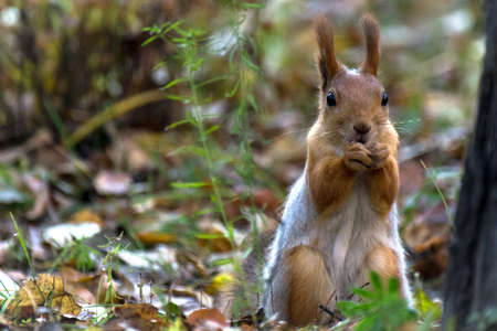 A red squirrel sitting on the ground, eating nuts in the autumn park, green grass, yellow leavesの写真素材