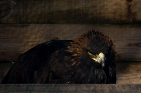 Restriction of freedom concept: Golden Eagle (Aquila chrysaetos) in captivityの写真素材
