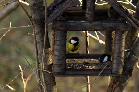 Feeding winter birds concept: Great Tits (Parus major) getting sunflower seeds and cedar nuts at a wooden bird feederの写真素材