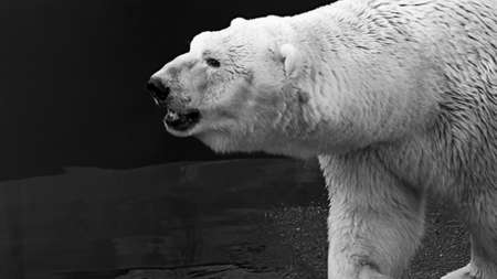 Black and white portrait of an adult polar bear (Ursus maritimus) against water backgroundの写真素材