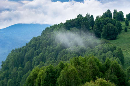 A woody hill on a foggy summer morning, Altai Mountains, Kazakhstan