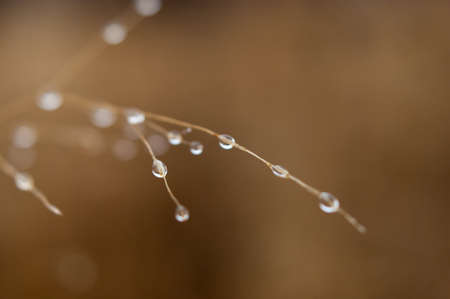 Change of seasons concept: mist droplets on the faded yellow grass, reeds in the late autumn morningの写真素材