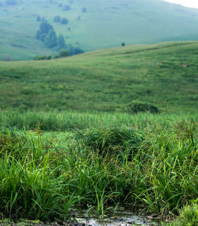 Water stream, tall green grass at the foot of the hill with meadows and trees, Altai Mountains, Kazakhstanの写真素材
