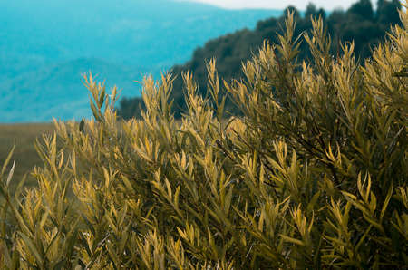 Background concept: yellow leaves in the morning light, faded colors, with woody mountain slope and hazed mountain in backgroundの写真素材