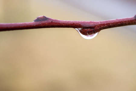 Raindrop on the branch of Crabapple, Malus or Wild apple, tree on a rainy autumn morning