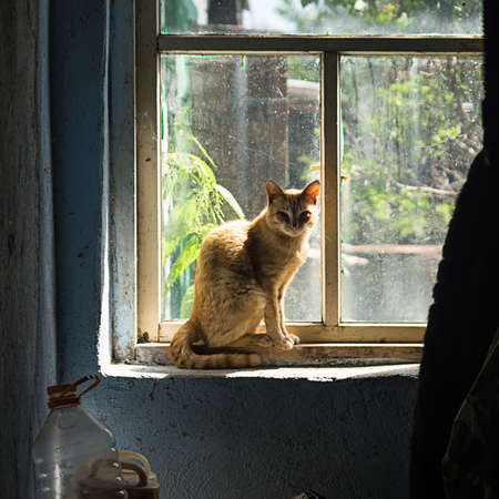 Red farm cat sitting in front of a old window on a sunny afternoonの写真素材