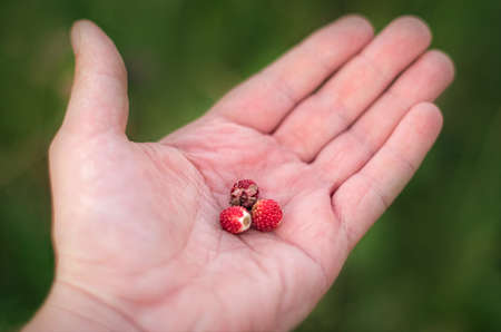 Organic food concept: fresh wild strawberries in hand on a blurred green backgroundの写真素材