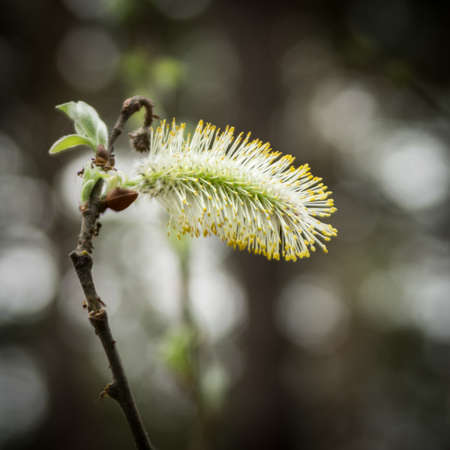 Blooming Pussy Willow (Salix) with ants ont the branchの写真素材