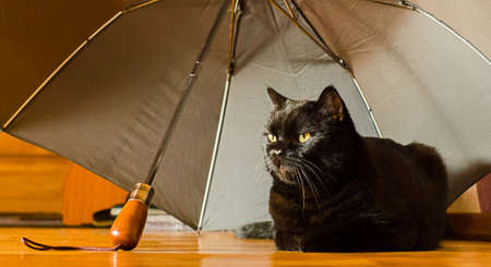 Animal shelter and pet adoption concept: a black cat is in safety at home under grey umbrella left by an owner in the hallwayの写真素材