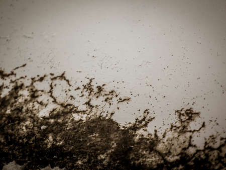 Vintage style image of a white wall hit by fungus