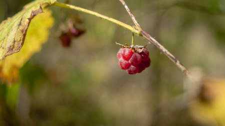 Organic food concept: a sweet berry of wild raspberry in the woods on a sunny summer dayの写真素材