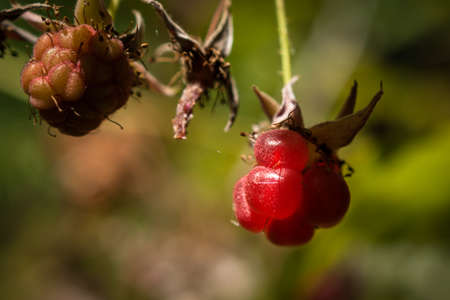 Organic food concept: sweet berries of wild raspberry in the woods on a sunny summer day