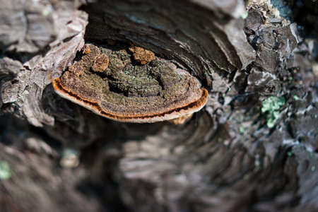 Closeup of Stem Decay Fungus (Fomitopsis pinicola) or red belt conk on a pine tree bark with spider...