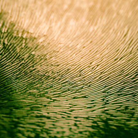 Fantasy World Concept: Macro Image of Colorful Wavy Embossed Glass Surface Textureの写真素材