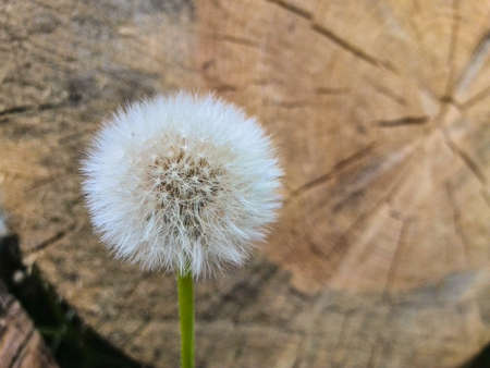 Dead and alive fantasy concept: a white dandelion against the wooden log cross cut section with annual ringsの写真素材