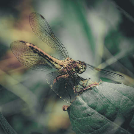 Closeup of A Dragonfly, Blurred Green Meadow Background, Bright Sunny Summer Day.の写真素材