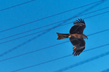 Urban Wildlife Concept: Black Kite (Milvus Migrans) Spread Wings Flying Above Wires In The City