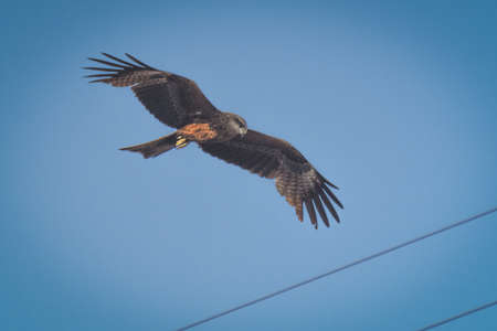 Urban Wildlife Concept: Black Kite (Milvus Migrans) Spread Wings Flying Above Wires In The Cityの写真素材