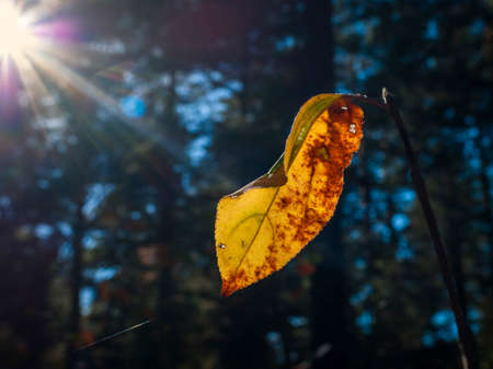 Change Of Seasons: Single Yellow And Red Leaf On A Branch In The Forest On A Sunny Autumn Day. Sun Beams, Blurred Evergreen Trees In Background.の写真素材