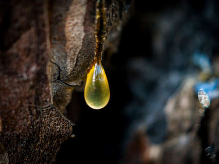 Organic life concept: leaking bright yellow drops of pine tar, resin, with a spider web on a dark tree bark background, sunny summer dayの写真素材