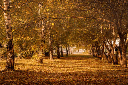 Autumn Trees, Colorful Fall Foliage. City Park Alley.の写真素材
