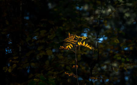 Light Of Hope Concept: Leaves Glowing In Sunlight In A Dark Mysterious Fantasy Forest. Autumn, Fall...