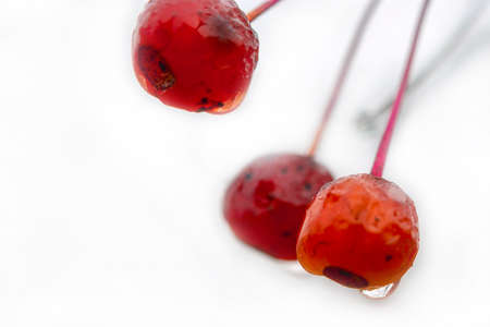 Raindrops On The Fruits Of Crabapple, Malus Or Wild Apple, Tree.  Rainy Morning In The Fall.  Isolated. White background.の写真素材