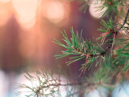 Pine Tree Fir Branch In The Winter Forest. Colorful Blurred Warm Christmas Lights In Background. Decoration, Design Concept With Copy Space.の写真素材