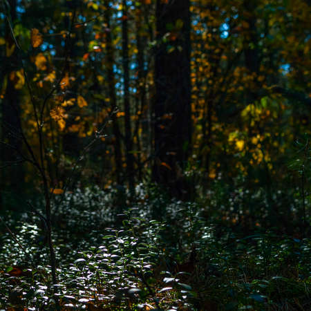 Backlit Shrubs Of Lingonberry, Cowberry Or Vaccinium Vitis-Idaea In The Afternoon Forest. Autumn Colors, Change Of Seasons Concept.の写真素材