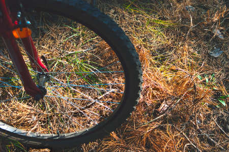 Wheel of a Red Mountain Bike, Bicycle, On the Ground with Pine Needles, Grass and Leaves. Adventure, Cycling, Sport Activities Concept.の写真素材