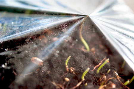 Green Grass Sprouts Growing Out From Soil Pressing Against the Poly Cover. Gardening, Greenhouse, Breaking Through Conceptの写真素材