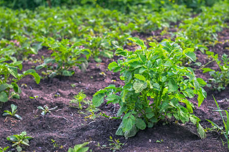 Rows of Green Potato Plants Growing at Organic Farm.の写真素材