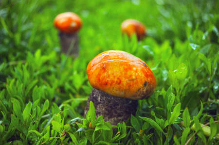 One Big Red-Capped Scaber Stalk Fungus, Mushroom (Leccinum Aurantiacum) and Two Small Ones in the Grass after Rain on a Sunny Summer Day.の写真素材