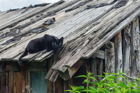 Hunting Black Farm Cat on the Falling Timber Roof of an Aged Barn with Dense Growth of Stinging Nettle Around.の写真素材
