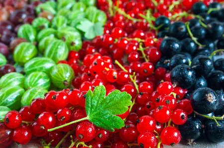 Green Leaf, Black and Red Currant Berries, Green and Red Gooseberries Covered with Water Droplets. Organic Background.の写真素材