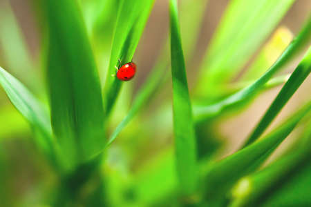 Ladybug Sitting on Green Grass Blade. Purity Concept.